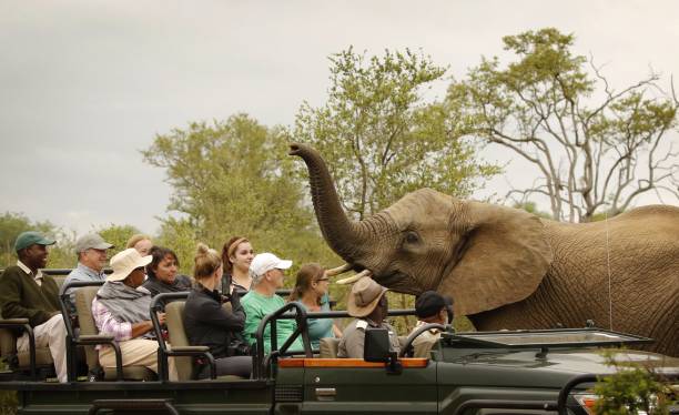 safari en Afrique du Sud agence de voyages