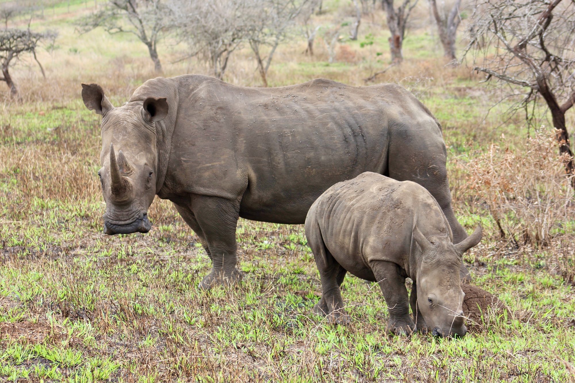 organiser safari photo