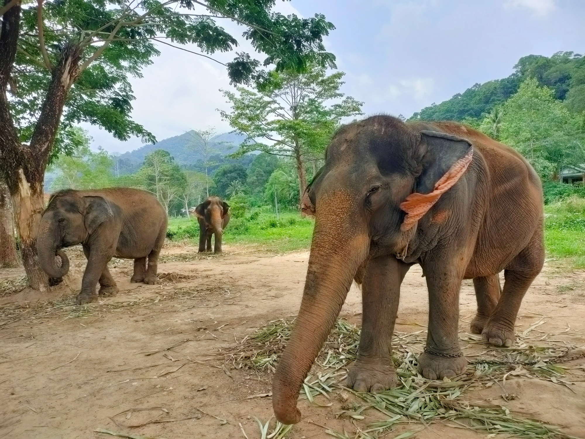 éléphants à Chiang Mai