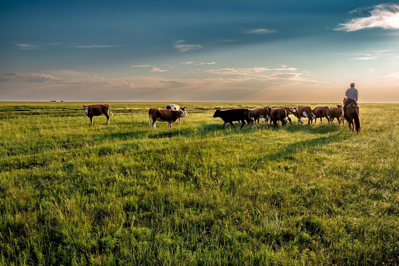 cow-