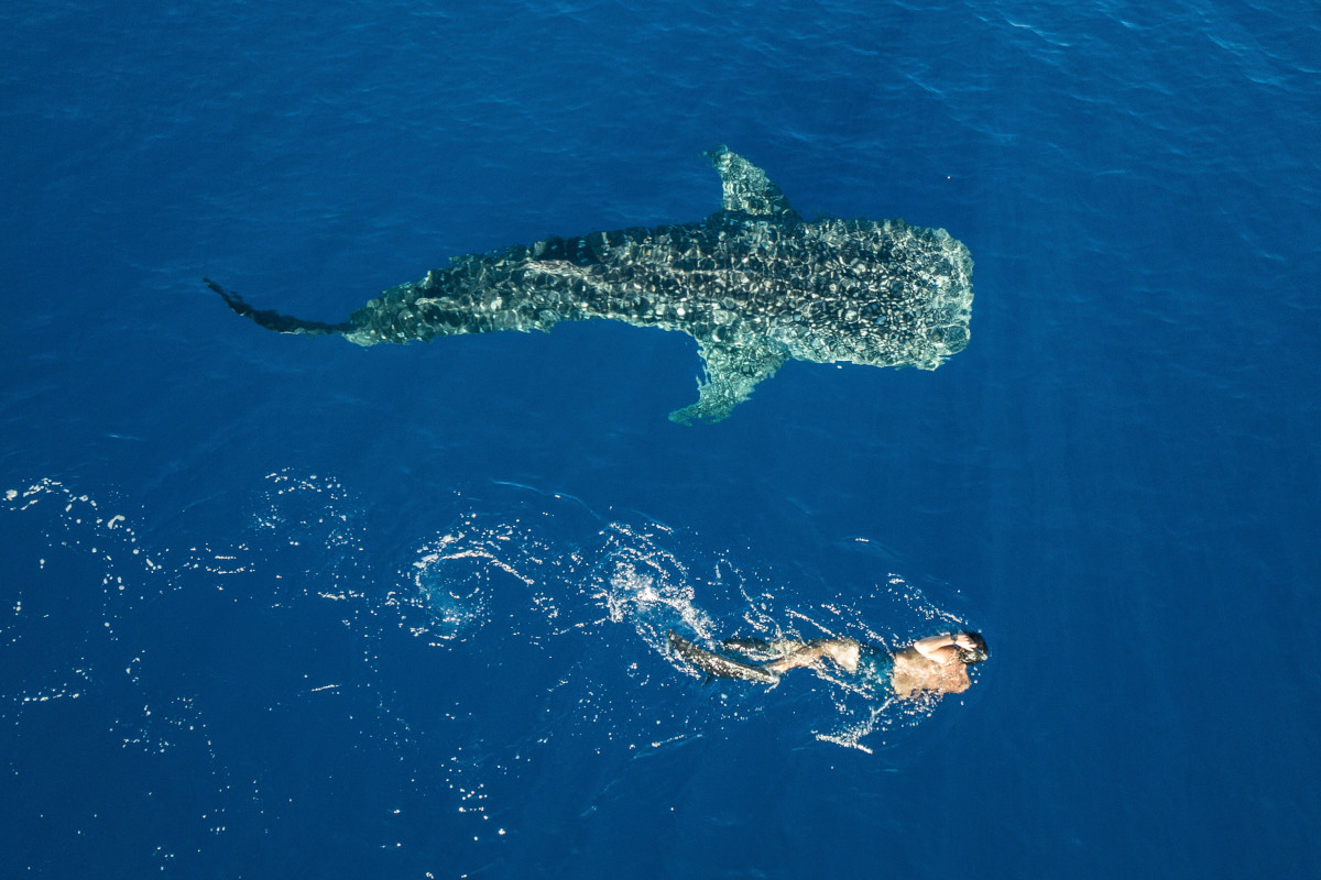 nager-avec-les-requin
