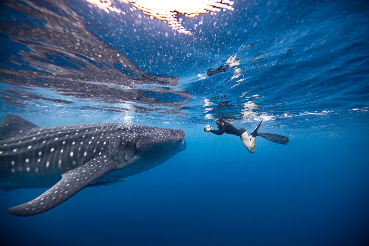 requin