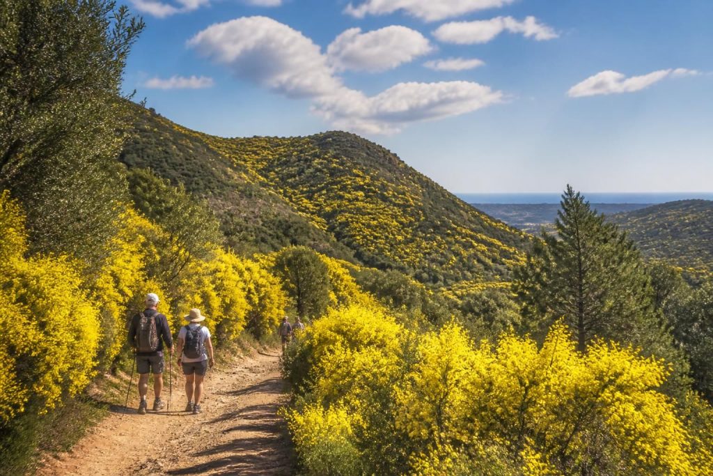 découvrez les promenades du tanneron, un voyage inoubliable au cœur de la nature, entre paysages enchanteurs et biodiversité préservée. parfait pour les amoureux de la nature et les randonneurs.
